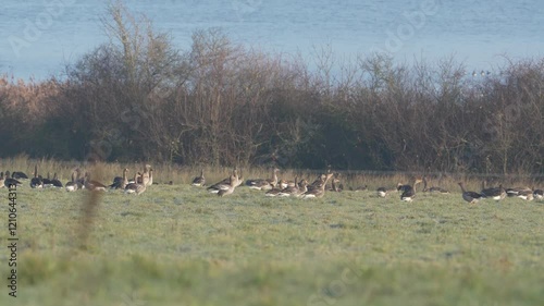 atterrissage d'oie cendrée (anser anser)
