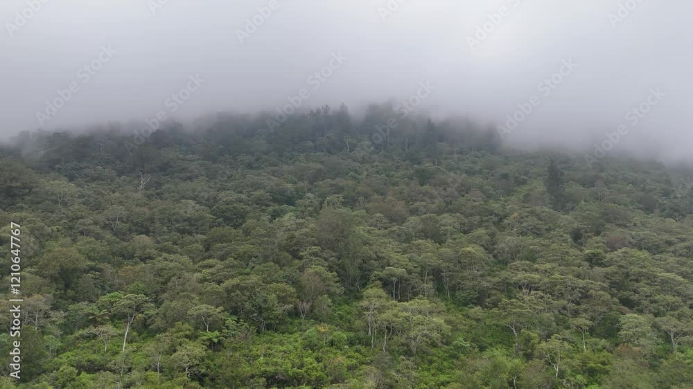 Aerial view of lush, dense forest in Bali, shrouded in mist, showcasing the island's rich biodiversity and natural beauty. The fog adds a mystical atmosphere to the verdant landscape. Aerial view of lush, dense forest in Bali, shrouded in mist, showcasing the island's rich biodiversity and natural beauty. The fog adds a mystical atmosphere to the verdant landscape.