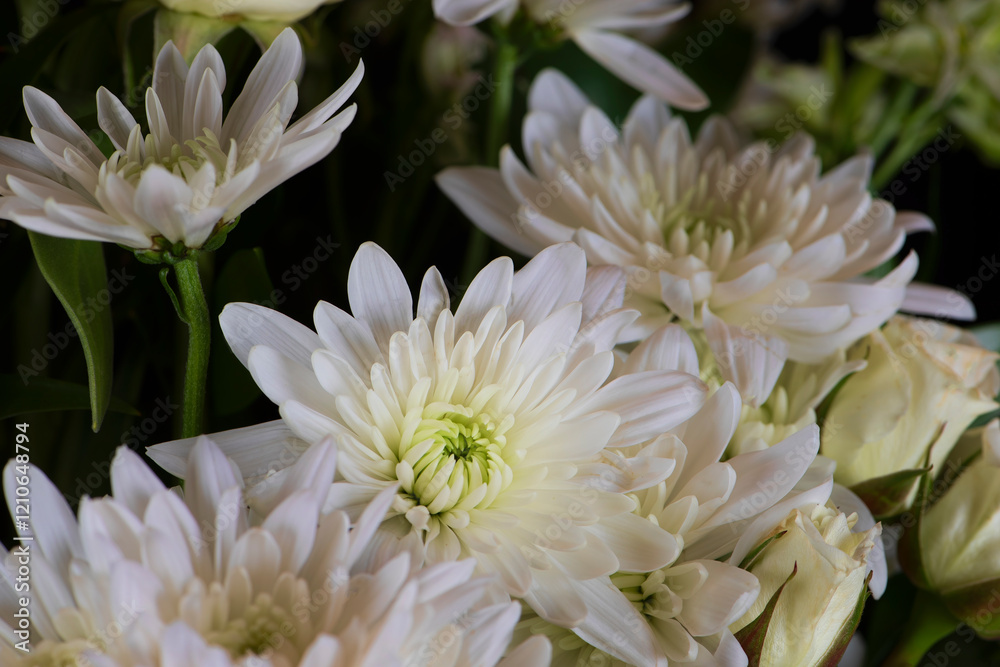 Bouquet of White Chrysanthemum Flowers on a Black Background Bouquet of White Chrysanthemum Flowers on a Black Background