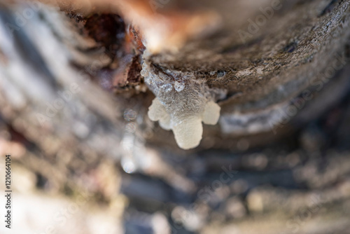 A tree trunk with a white rosin on it