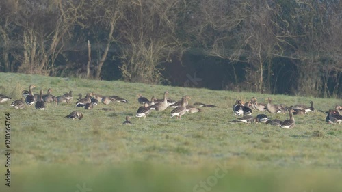 groupe d'oie cendrée (anser anser) se nourrissant dans la prairie