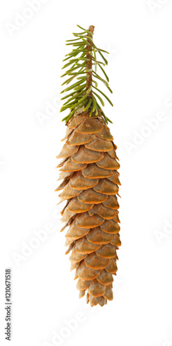 Pine cone with small fir branch