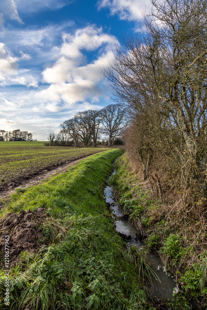 Obraz premium Farmland in Sussex with a ditch alongside and bare trees in the winter sunshine