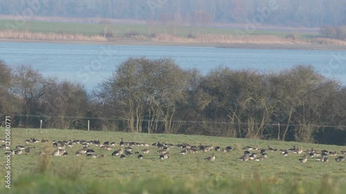 groupe d'oie cendrée (anser anser) au bord du lac