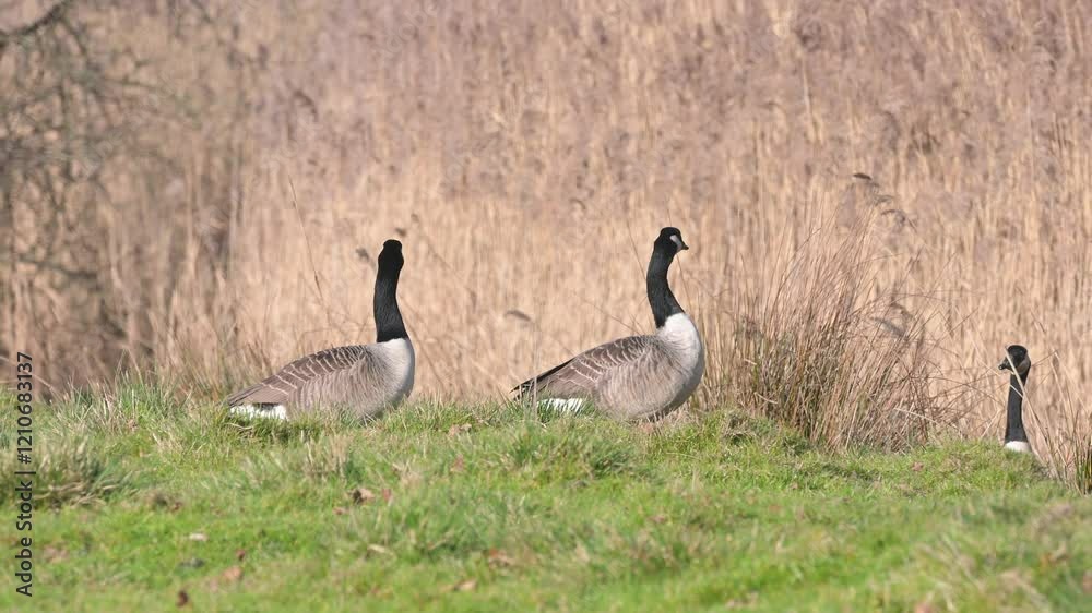 Canada Goose, Branta canadensis birds on winter Marshes, Devon, England Canada Goose, Branta canadensis birds on winter Marshes, Devon, England