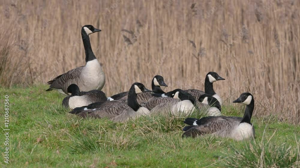 Canada Goose, Branta canadensis birds on winter Marshes, Devon, England Canada Goose, Branta canadensis birds on winter Marshes, Devon, England