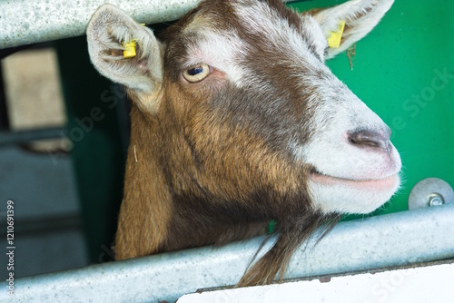 Ziege blickt aus Stall - Ziegenportrait, Geiß