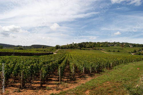 Paysage dans les vignes de Bourgogne