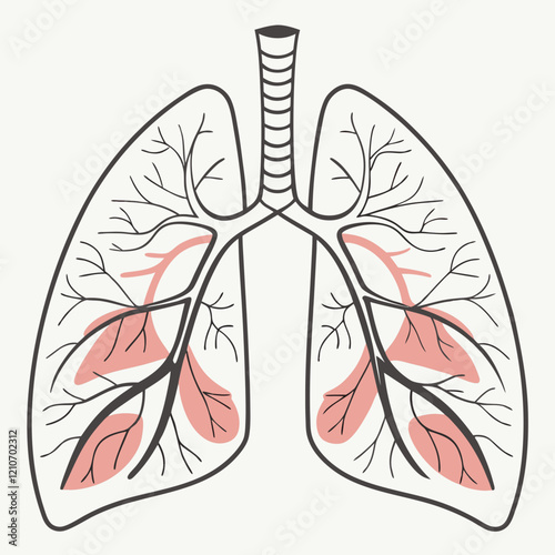 Anatomical illustration of human lungs showing respiratory system structure with bronchi and alveoli, educational medical diagram on grey background. Concept of medical education, pulmonology, respira