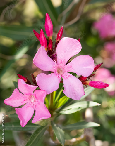 macro photos of various oleander flowers