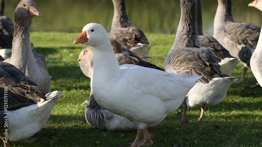 White goose walking through a flock of gray geese on green grass by a riverside White goose walking through a flock of gray geese on green grass by a riverside
