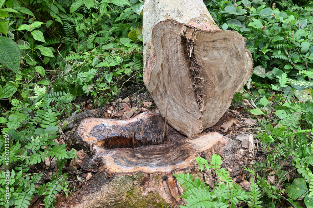 A recently cut down Nedun tree stump and its trunk on the ground nearby A recently cut down Nedun tree stump and its trunk on the ground nearby
