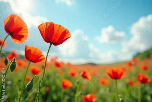 Gentle rustle of poppies swaying in the summer wind, rustle, poppy, peaceful photo