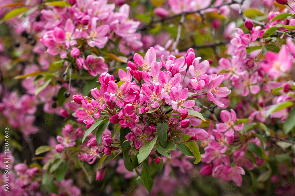 Blooming pink flowers adorning branches in springtime Blooming pink flowers adorning branches in springtime