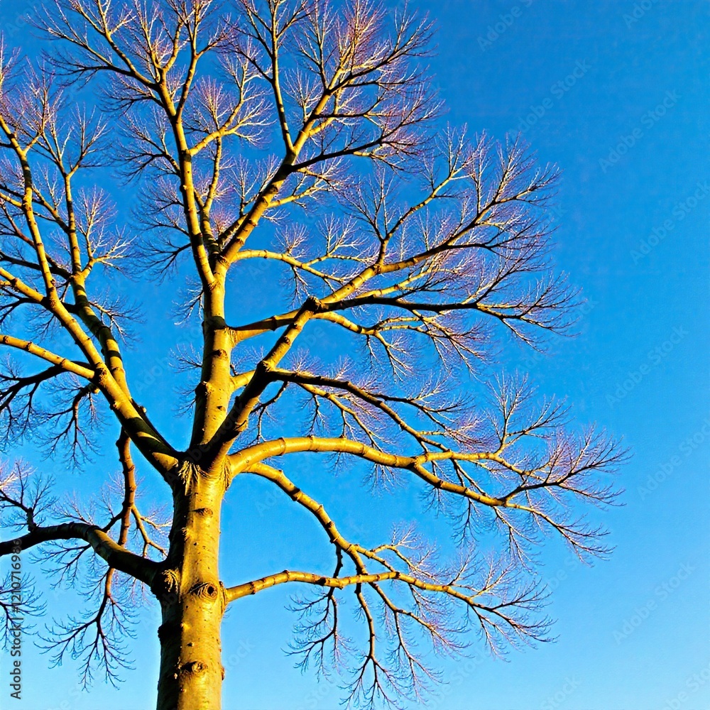 Bare branches of a silver beech tree against a blue sky, silver, winter, Canterbury Bare branches of a silver beech tree against a blue sky, silver, winter, Canterbury