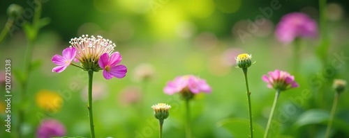 Softly blooming meadowsweet flowers in a lush green garden, botanical garden, wildflowers photo