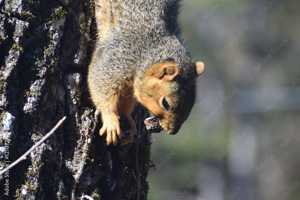 Obraz premium Squirrel on tree. Squirrell holding nut. Cute squirrell.