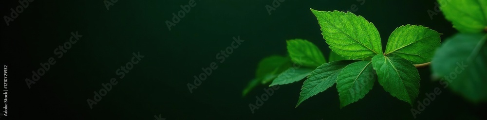 Green Eurycoma longifolia leaves against a dark background, contrast, dark background Green Eurycoma longifolia leaves against a dark background, contrast, dark background