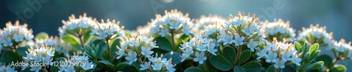 Frosty ice plant bush with clusters of small white flowers, clusters, ice, plant photo