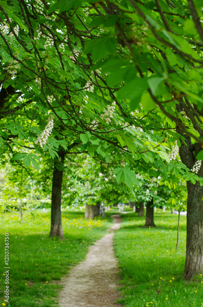 Walkway lane path with green trees in forest. Walkway lane path with green trees in forest.