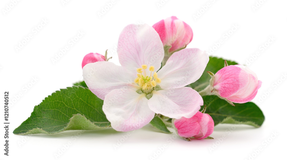 Apple flowers with leaves.