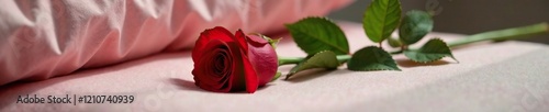 A single long-stemmed red rose with its stem tucked under a pillow, rose, gentle, soft