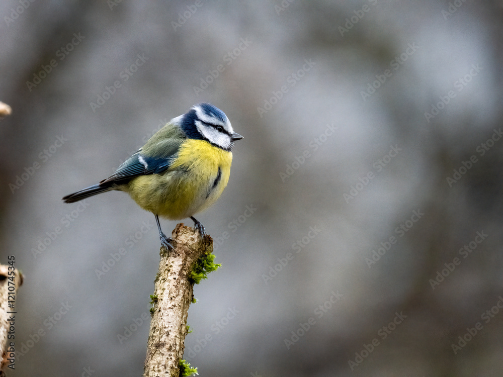 Fototapeta premium Blaumeise&nbsp;(Cyanistes caeruleu)