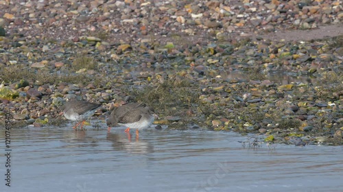 Common Redshank, Tringa totanus, birds on winter marshes