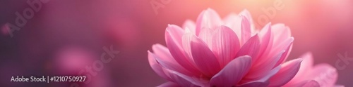 Delicate petals unfolding in a soft pink glow, gentle, floral, delicate