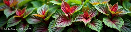 Colorful Plectranthus Scutellarioides Leaf Plant, red, green, plants