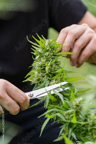 A man removes leaves or prune marijuana or cannabis plant with his hands and black scissors in a garden at home for medical reason. Home cultivation concept