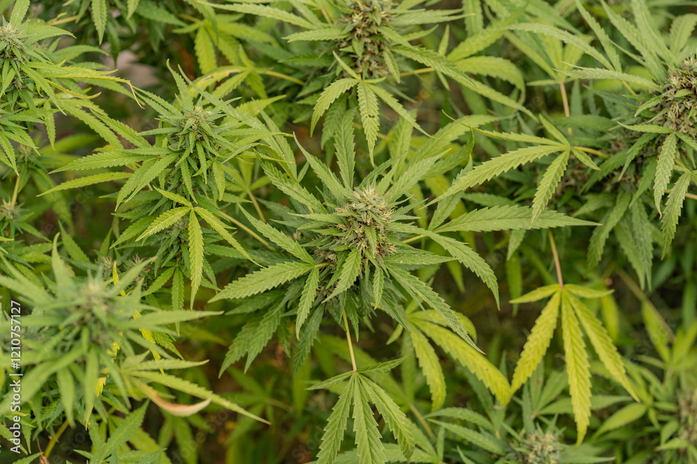Marijuana or cannabis plant with leaves and flower as a background. Home cultivation concept Marijuana or cannabis plant with leaves and flower as a background. Home cultivation concept