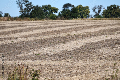 After the Soybean Harvest