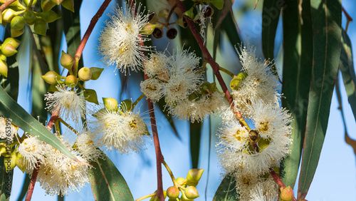 natural plants and flowers. Photos of eucalyptus tree flowers and seeds.