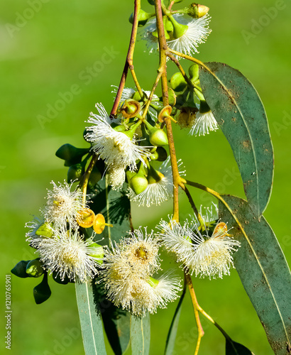 natural plants and flowers. Photos of eucalyptus tree flowers and seeds.
