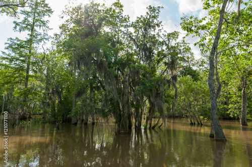 Honey Island Swamp Tour With Jungle Forest and Tree in New Orleans, Louisiana