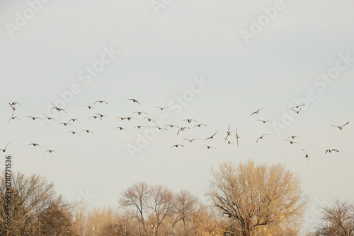 flock of birds photo