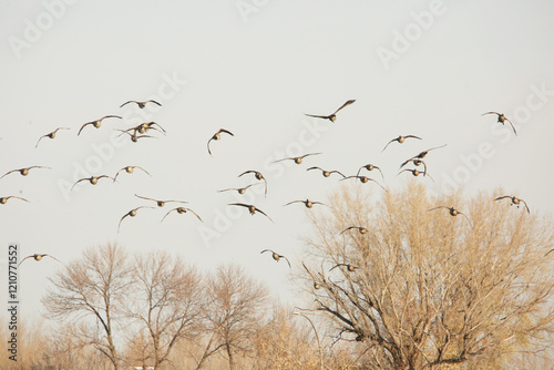 flock of birds photo