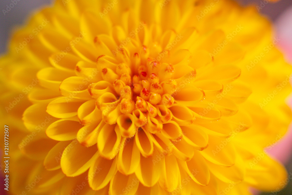 Fototapeta premium close up of a beautiful yellow chrysanthemum flower in the garden