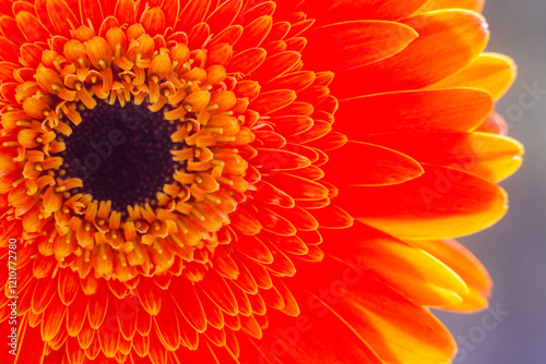 close-up of a beautiful Gerber Jameson flower in the garden
