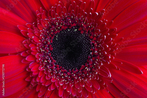 close-up of a beautiful Gerber Jameson flower in the garden photo