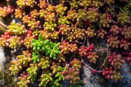 close-up of the texture of the Sedum Oreganum plant in the garden photo