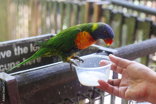 beautiful colored Rainbow Lorikeet Parrot in the zoo drinking nectar photo