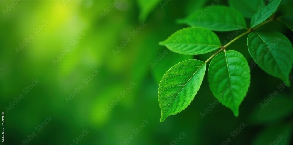 Closeup of dark green leaves on a deciduous tree, leaves, leafy, foliage Closeup of dark green leaves on a deciduous tree, leaves, leafy, foliage