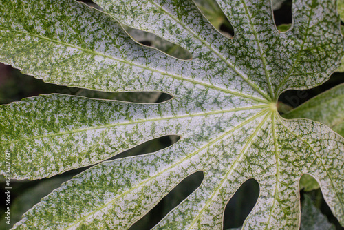 close-up of a leaf of the fatsia plant in the garden photo