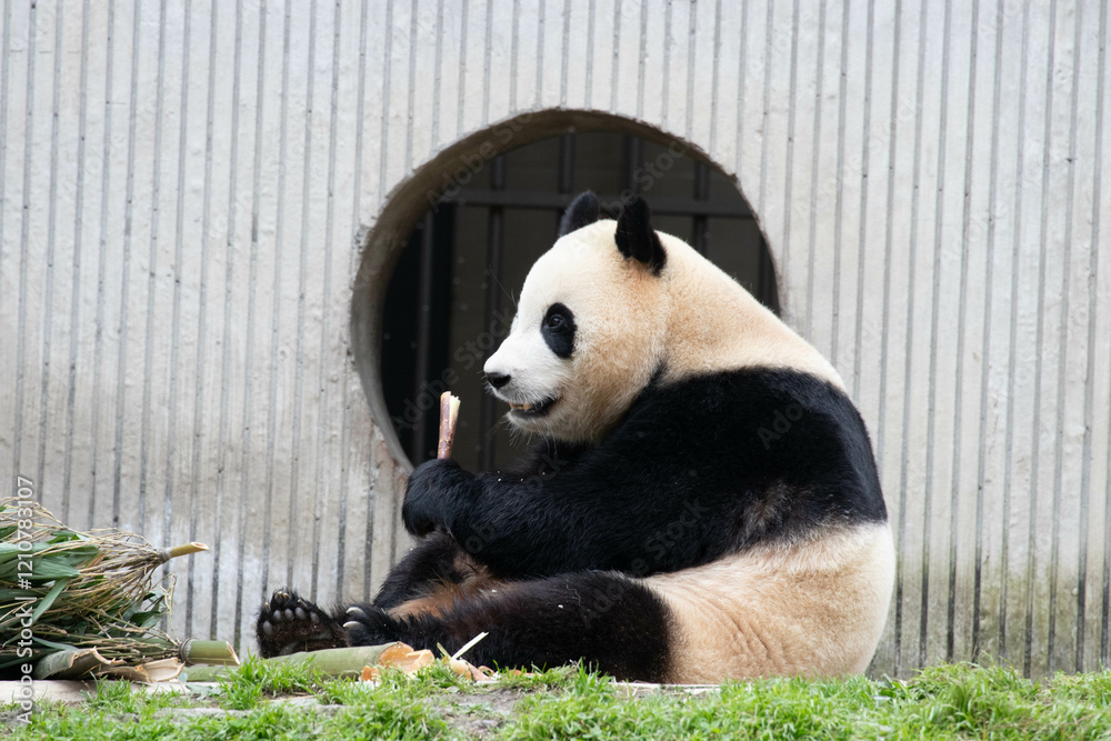 Fototapeta premium Sweet Panda , Fu Bao, Wolong Panda Base