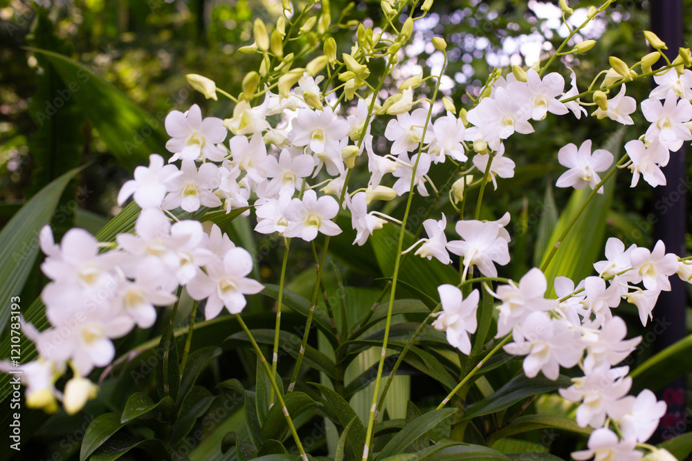 close up of beautiful flowers of Dendrobium Shavin White in the garden close up of beautiful flowers of Dendrobium Shavin White in the garden