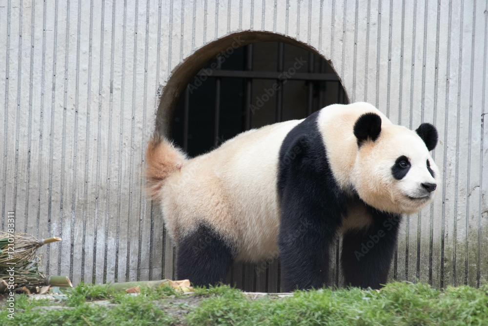 Fototapeta premium Sweet Panda , Fu Bao, Wolong Panda Base