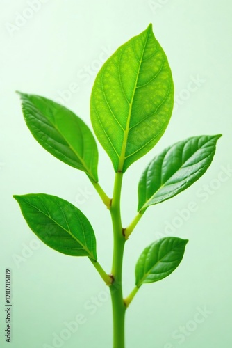 Closeup of Phyllanthus urinaria leaves and stems, herb leaf, nature, closeup photo