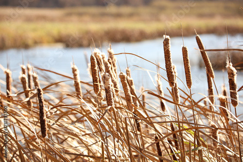 Cattails in the wind